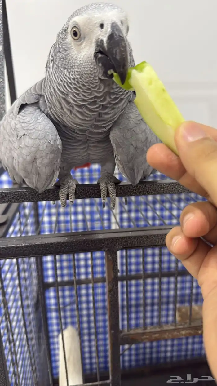 كاسكو متكلم 1