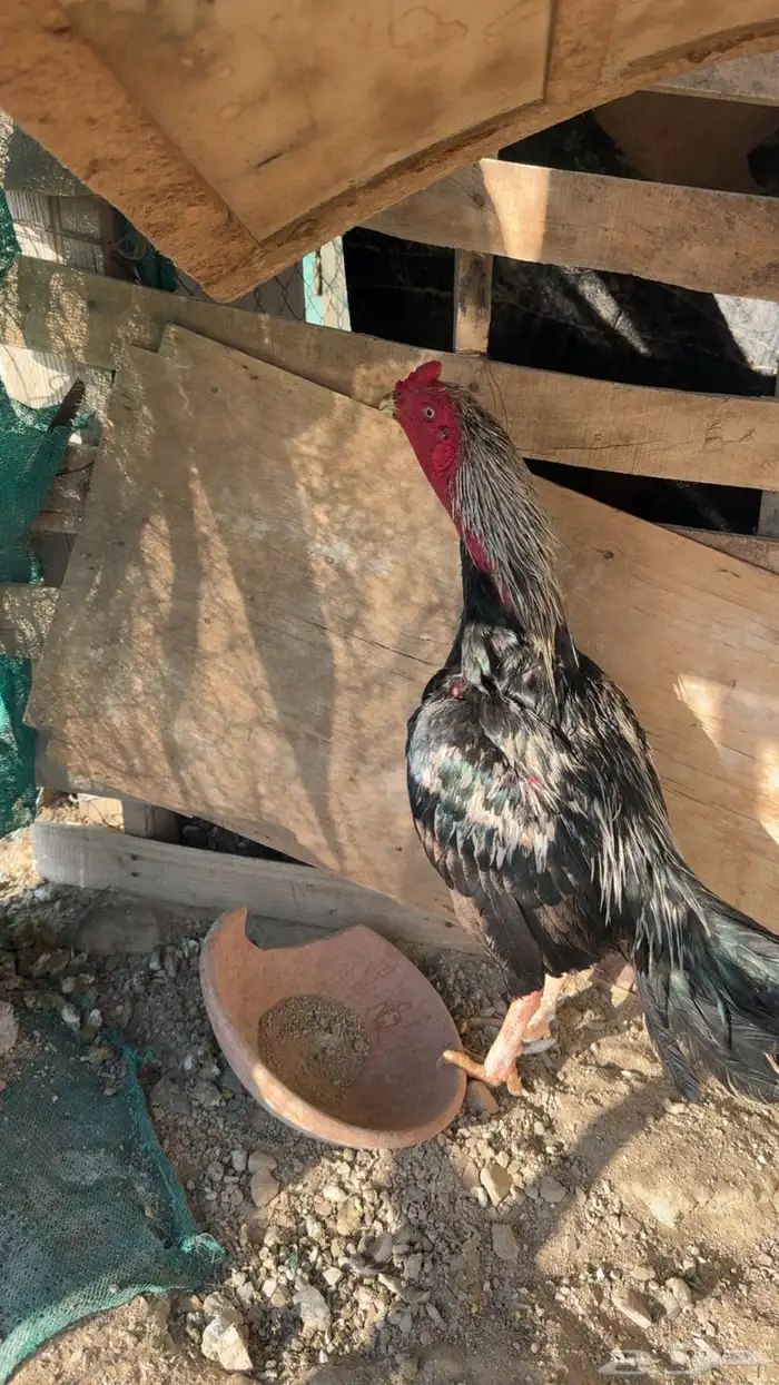 ديك باكستاني (( تم البيع خارج الموقع )) 0