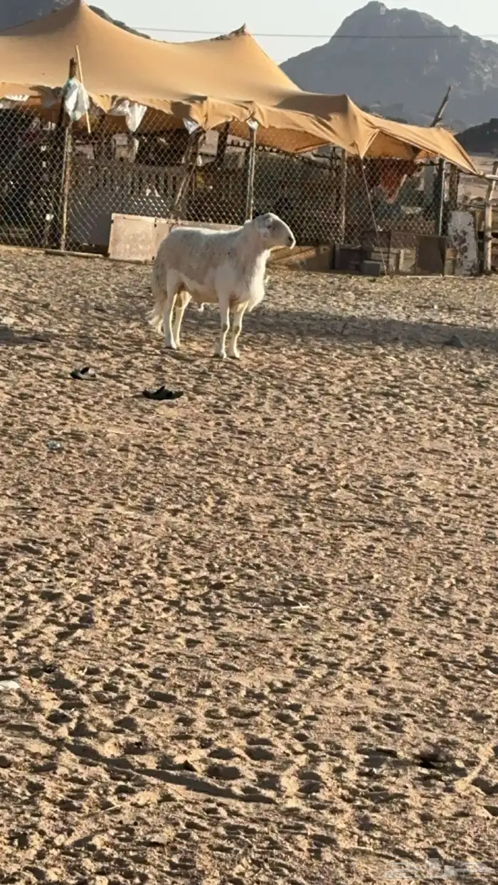 طلي فحل حري صنف الصنف وطيب جدا ومنتج 2