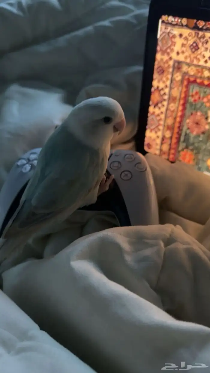 بيع طير روز 0