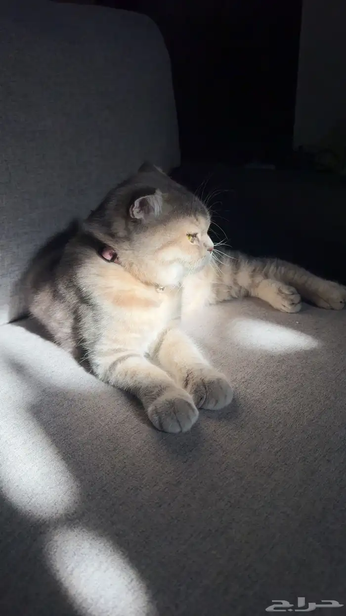 Scottish fold kittens for sale Number of kittens 2 0