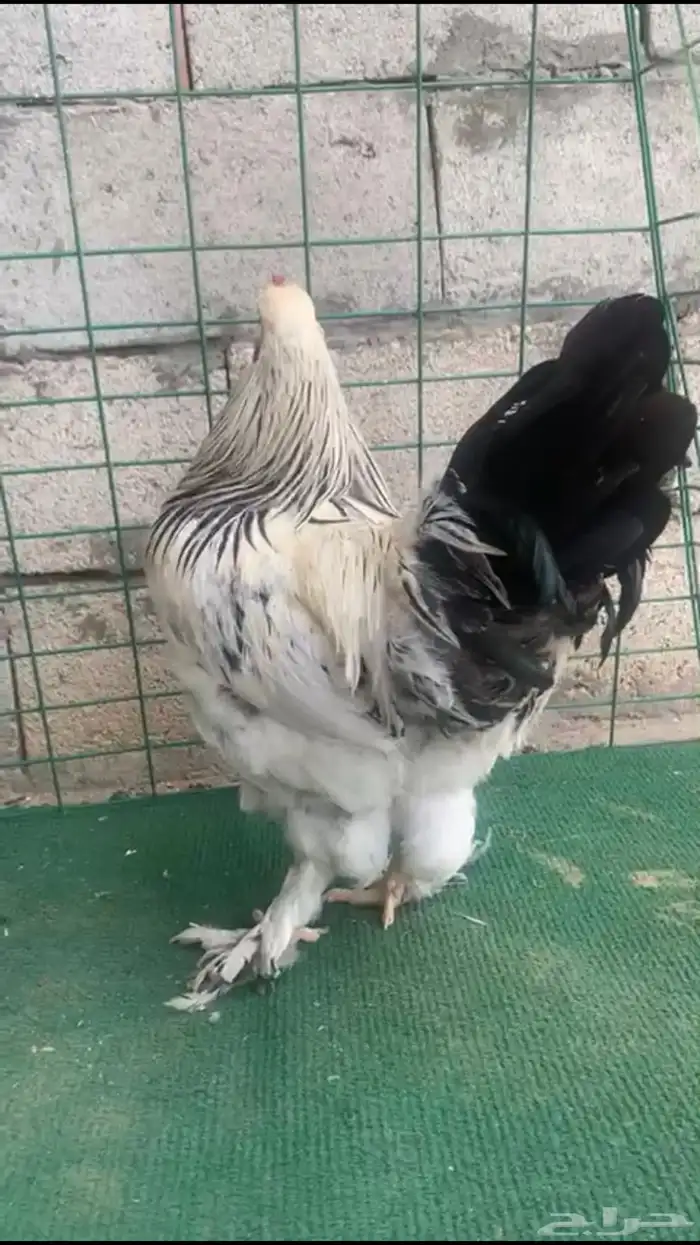 ديك ابراهما للبيع 0