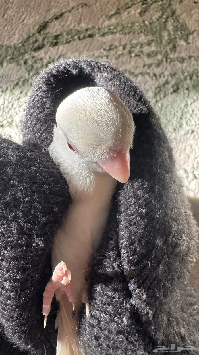 للبيع المستعجل ذكر روز البينو صافي منتج شرط 5