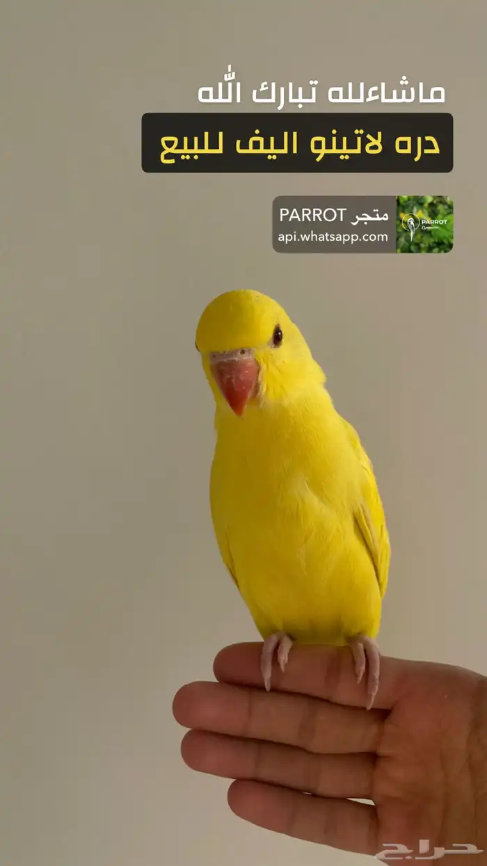 دره اليفه جدا للبيع 1