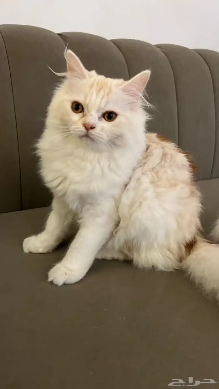 قط ذكر تبني 0