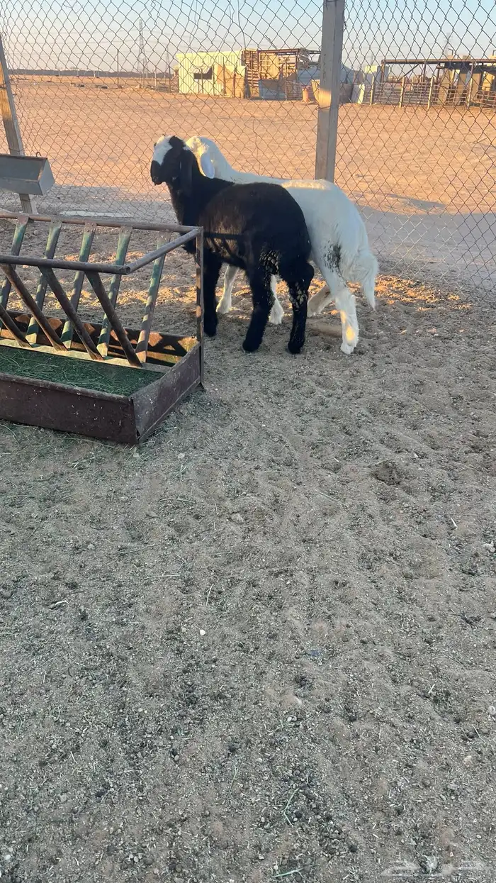 حري هرفي ذبايح 0