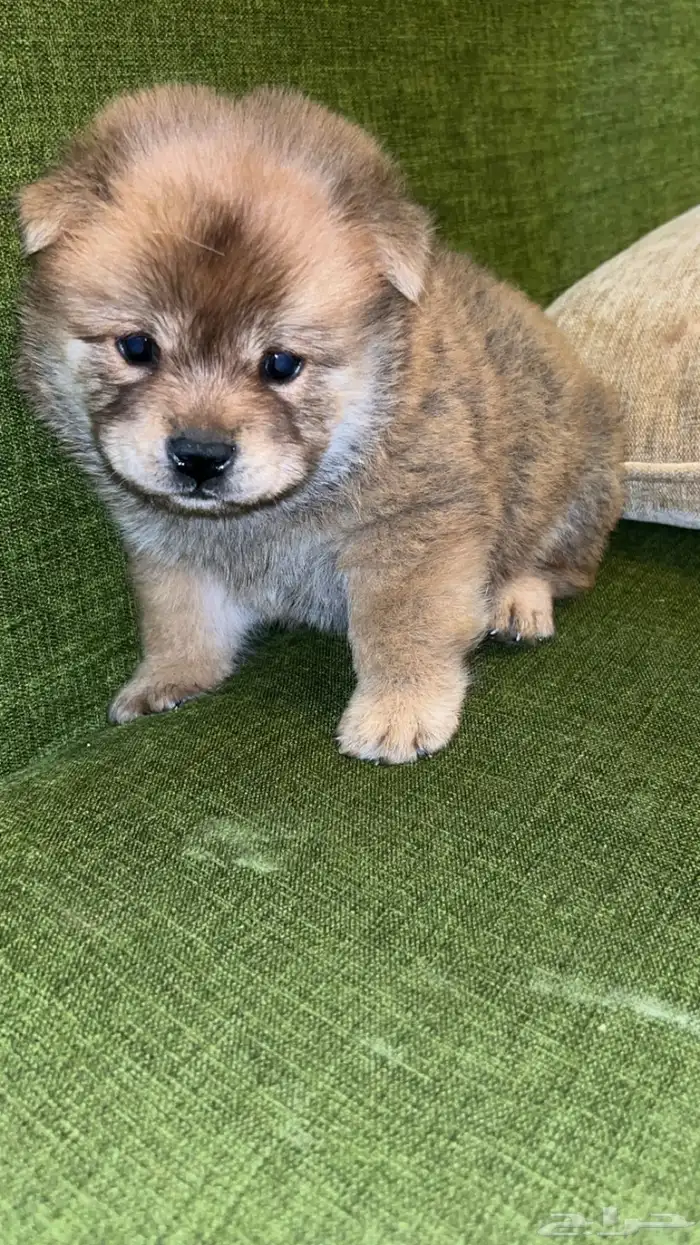 جراء تشاو تشاو جاهز للتسليم 9