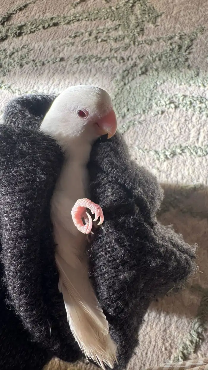 للبيع المستعجل ذكر روز البينو صافي منتج شرط 3