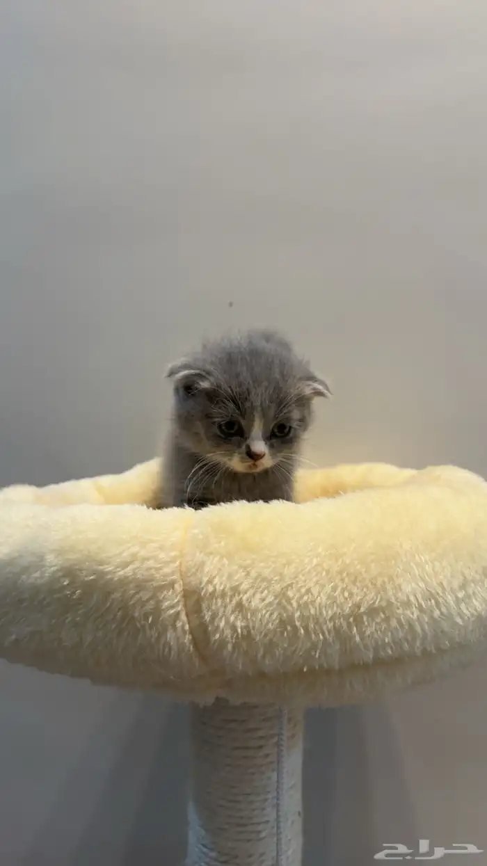 قطط سكوتش فولد 0