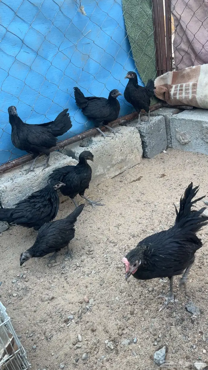 جمد اسود صك علاج ولا مقنوي 4