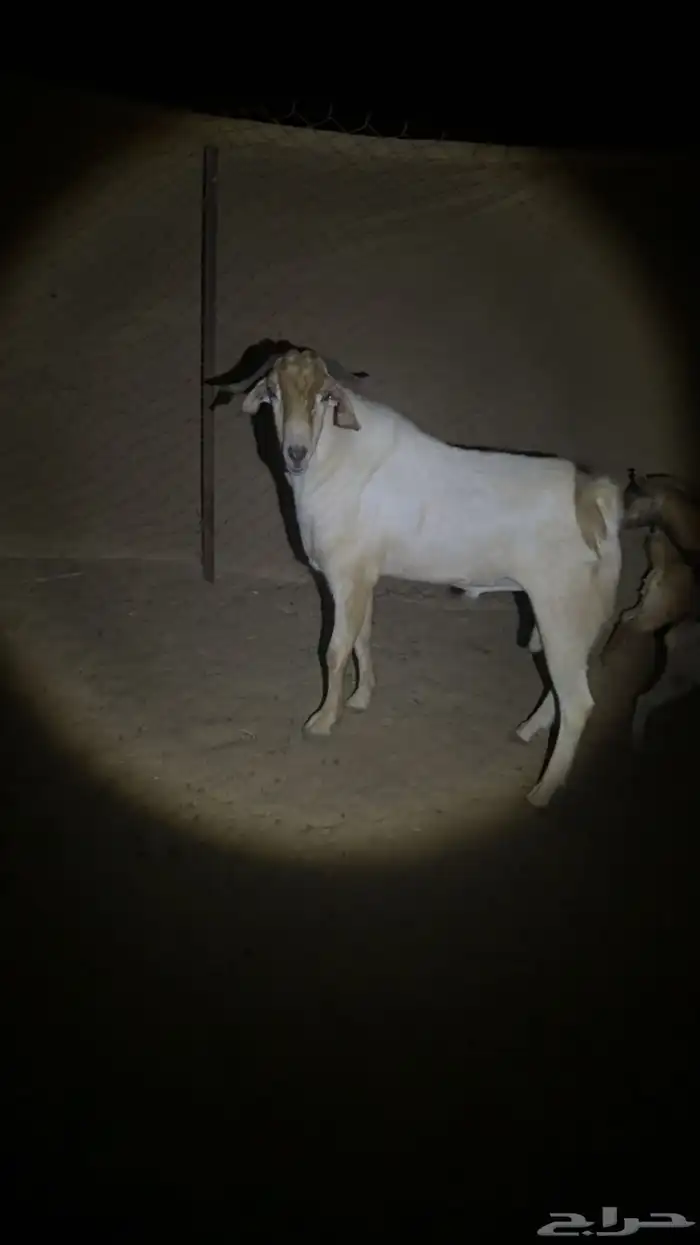 تيس بيشي فحل صنف 3