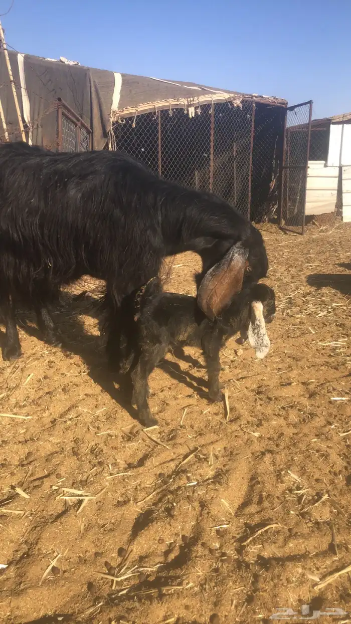 عنز طيبه تحته جفره 0