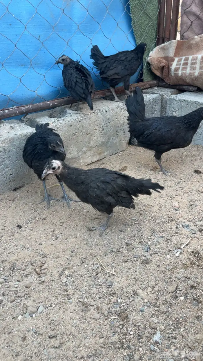 جمد اسود صك علاج ولا مقنوي 2