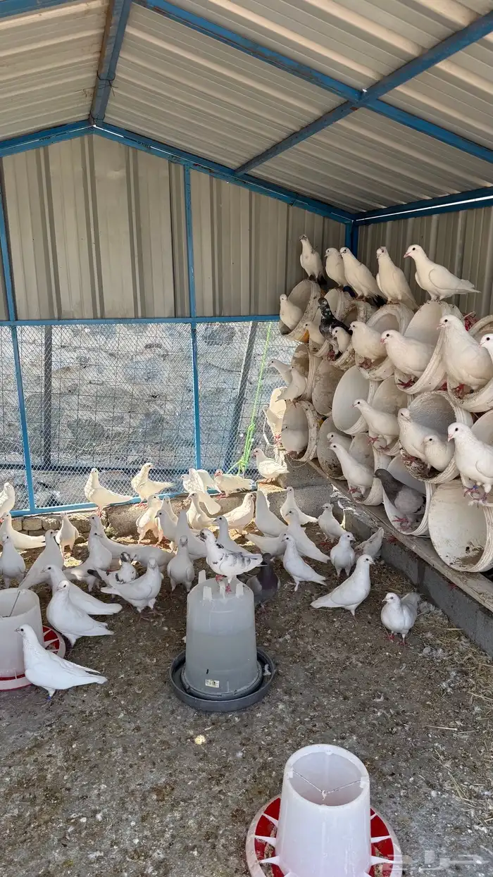 حمام فرنسي سوبر جامبو 2