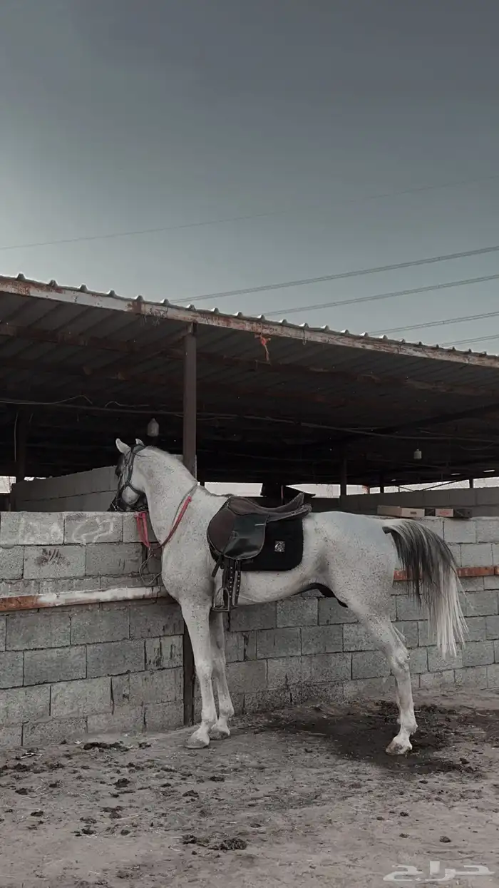 حصان عربي باوراق سليم شرط 0