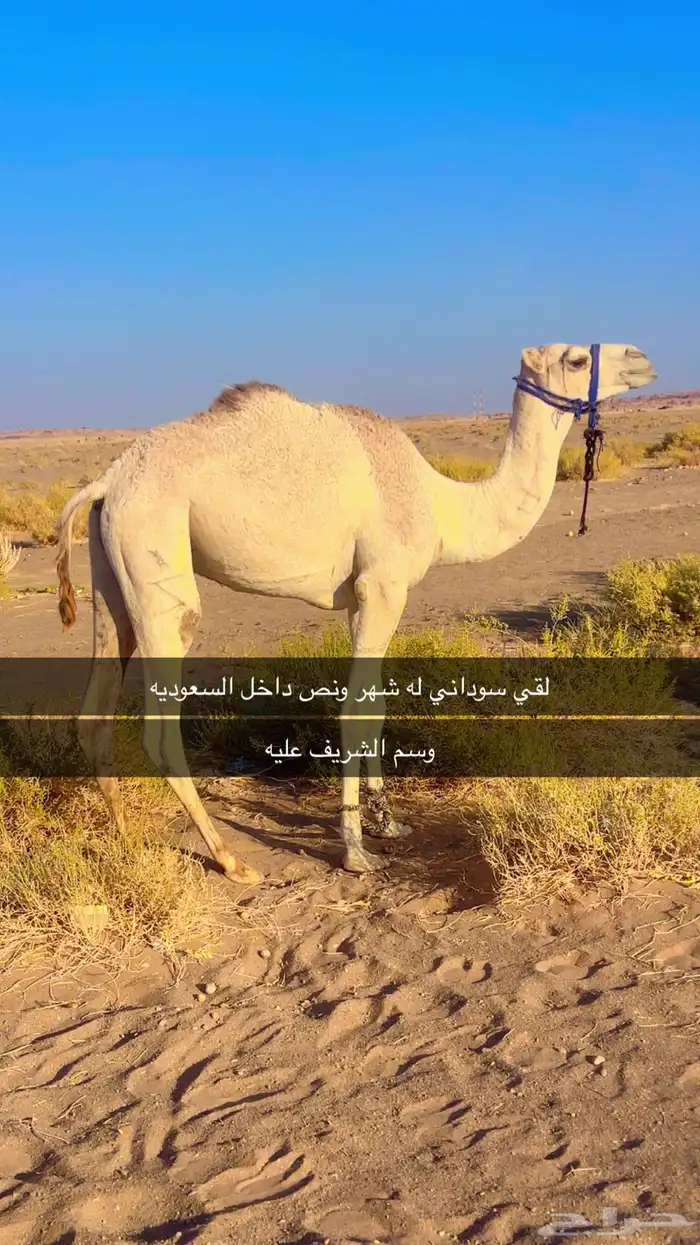 قعدان للبيع سبب البيع معزل من الميدان 1