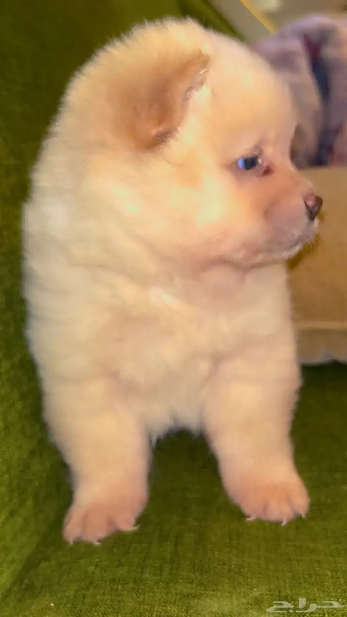 جراء تشاو تشاو جاهز للتسليم 8