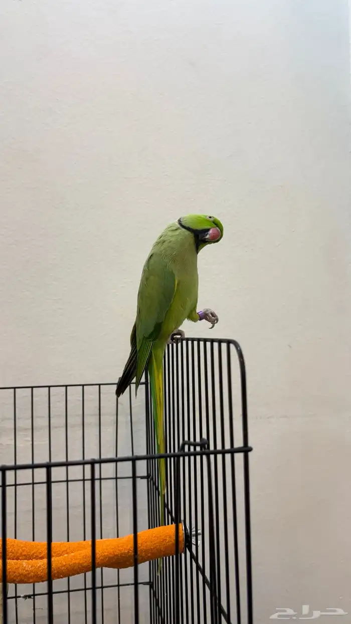 كاسكو و دره هندي 1