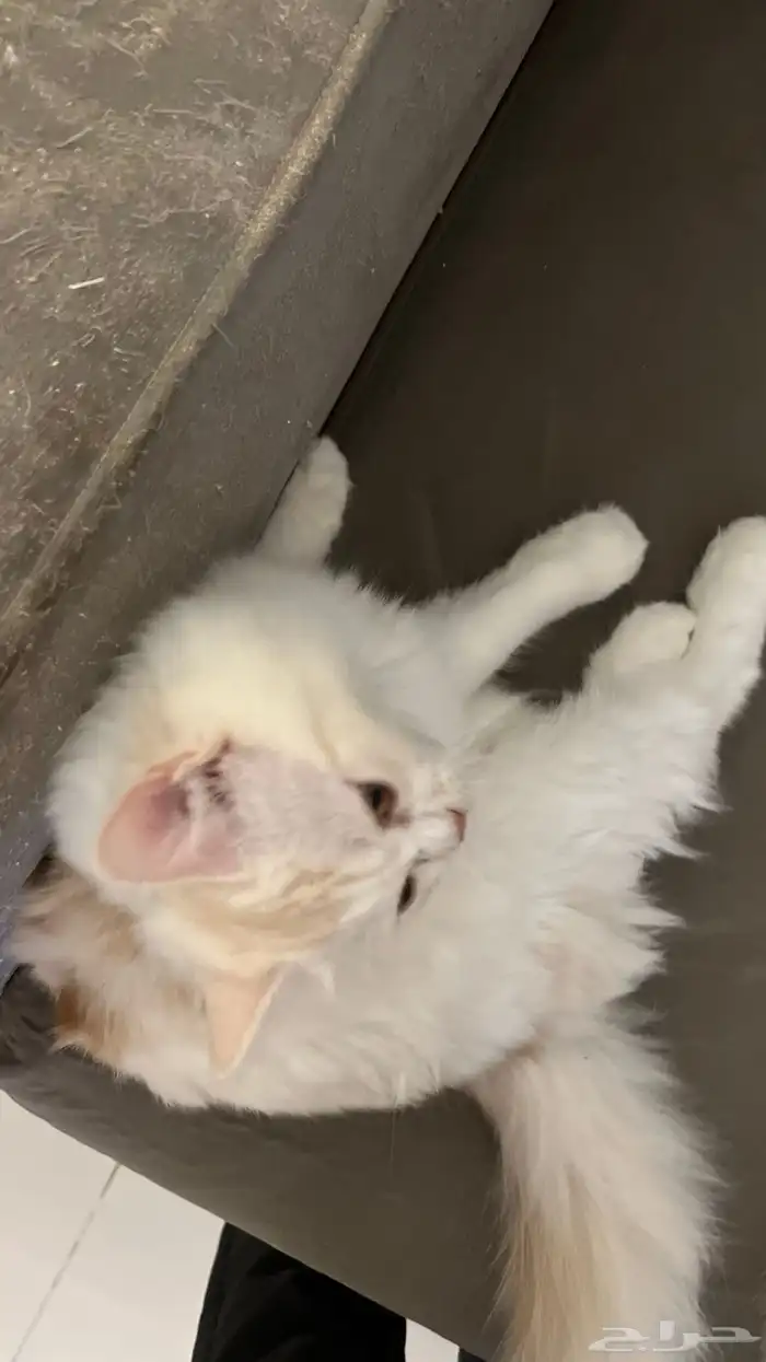 قط ذكر تبني 1