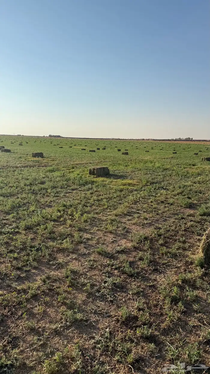 برسيم صافي للبيع 7