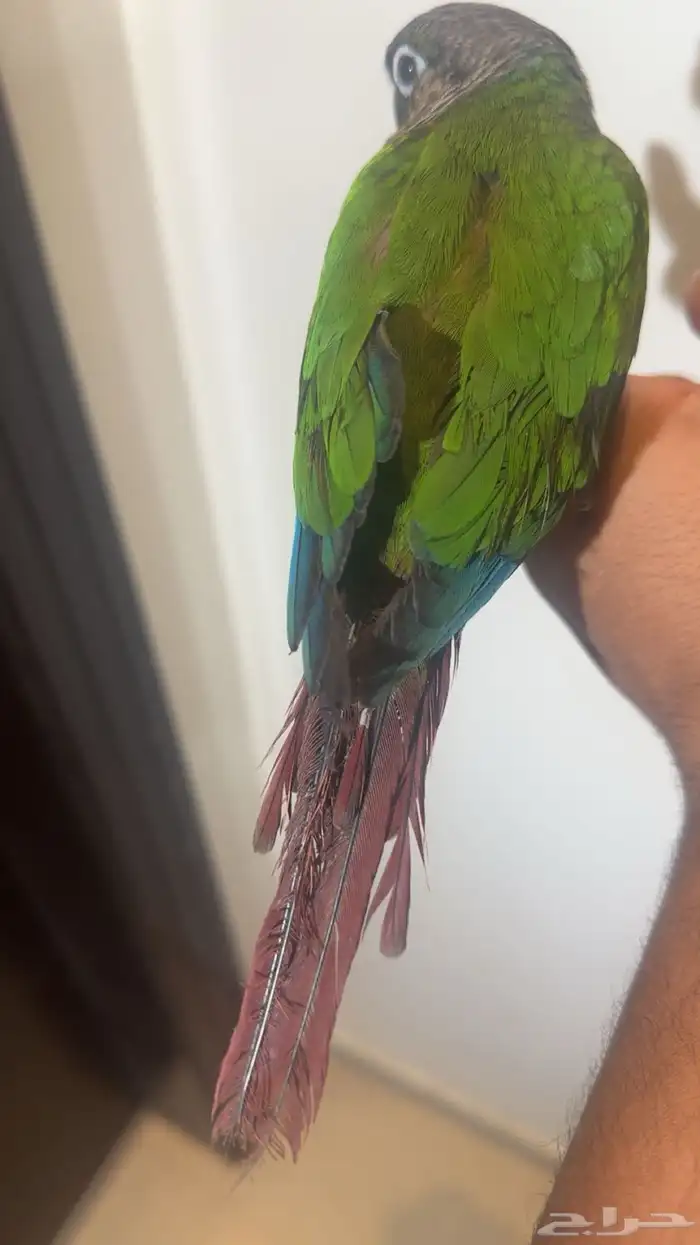 كنيور يلو سايد اليف 1