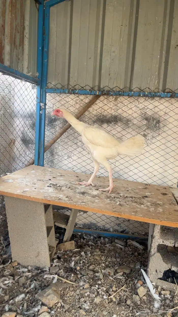 دجاج بكستاني سندي 2