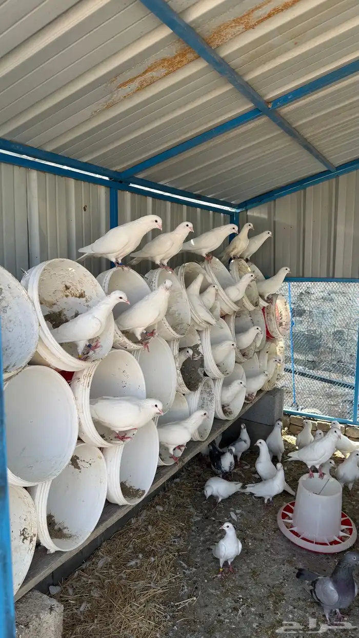 حمام فرنسي سوبر جامبو 8