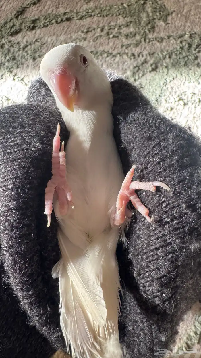 للبيع المستعجل ذكر روز البينو صافي منتج شرط 0