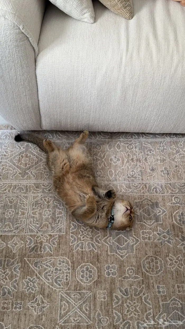 قطة سكوتش فولد للبيع 0