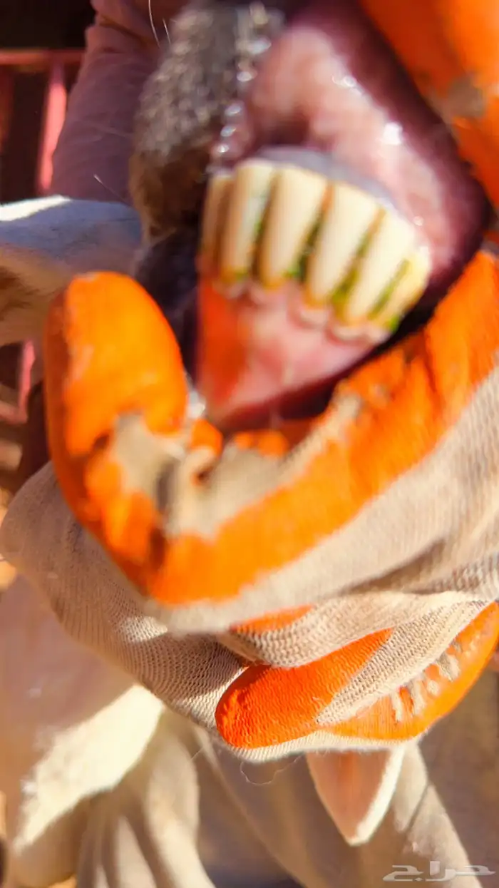 حريه مهجنه بساكلي 1