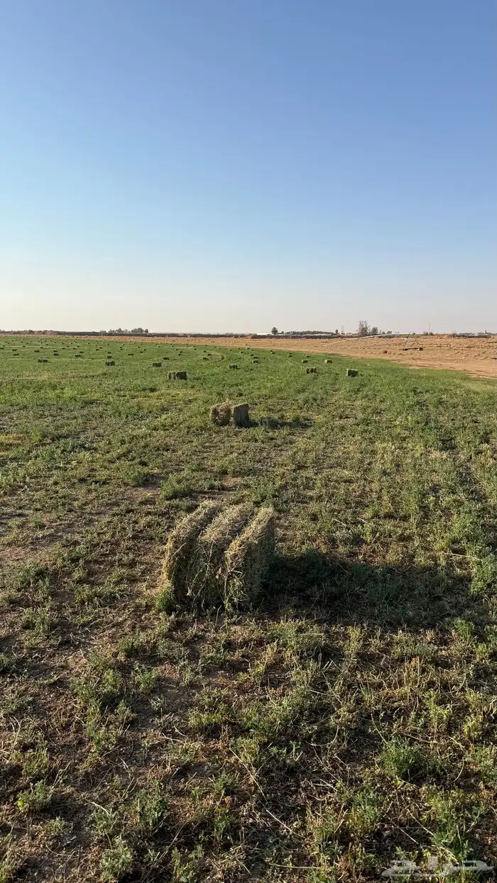 برسيم صافي للبيع 8