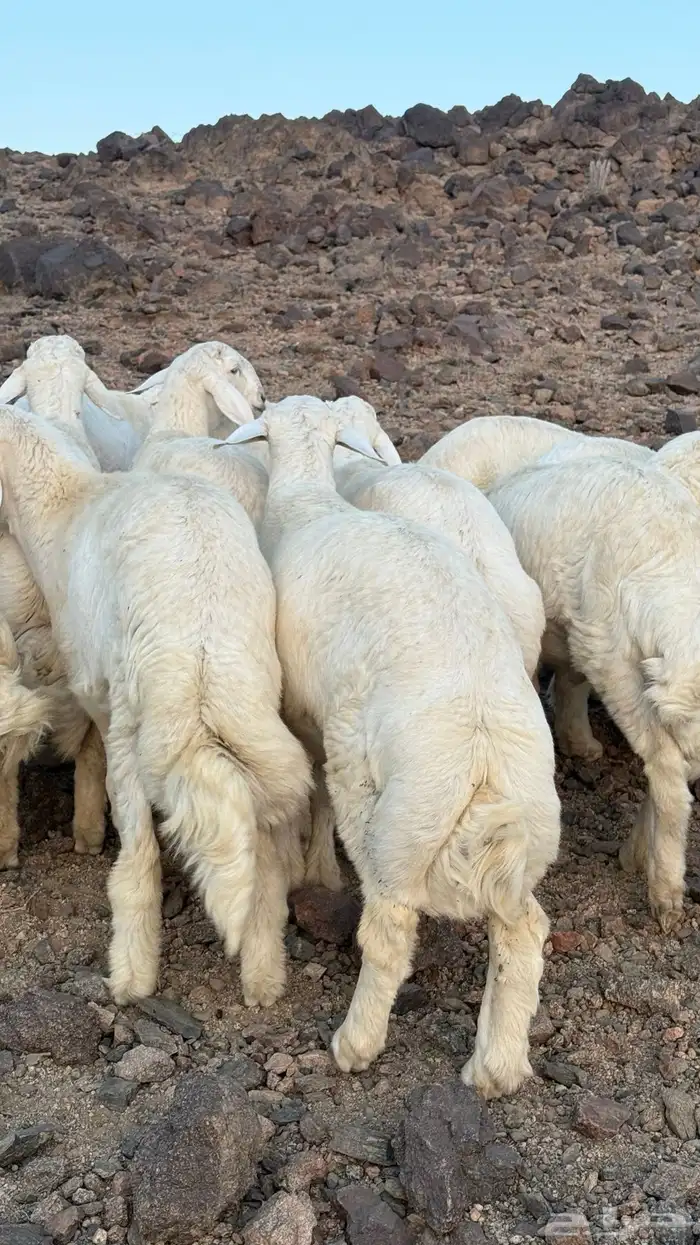 خرفان للبيع 7