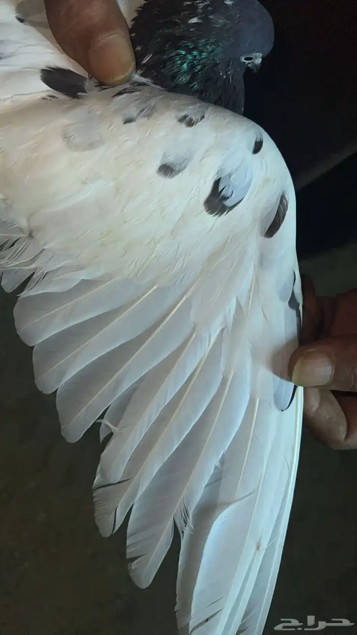 ذكر بكستاني تيدي مشروط صحه طيران بند عالي جدا  مشروط ومنتج 2