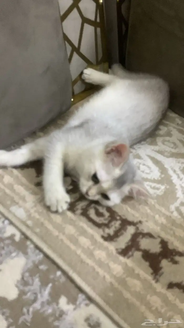 بسه سكوتش للبيع 2