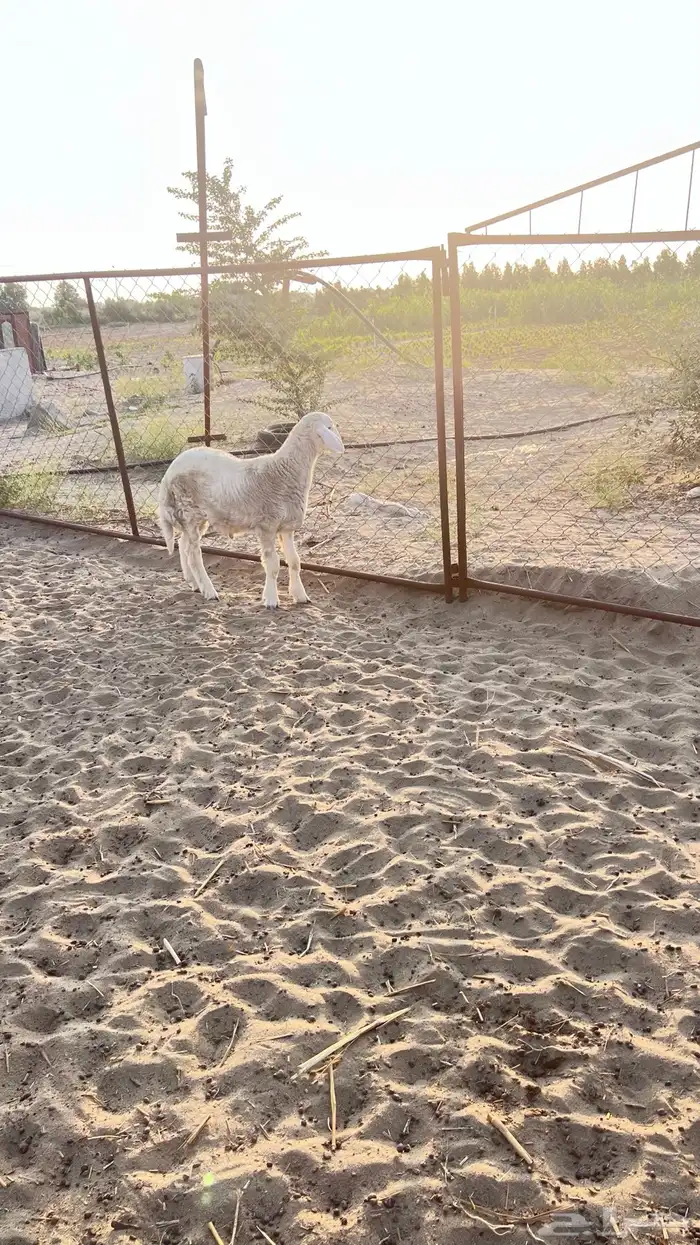 خروف مشروع فحل حري 0