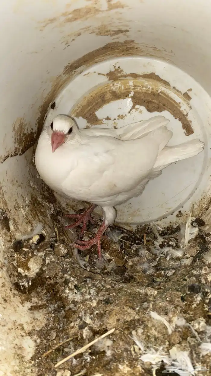 حمام فرنسي 5