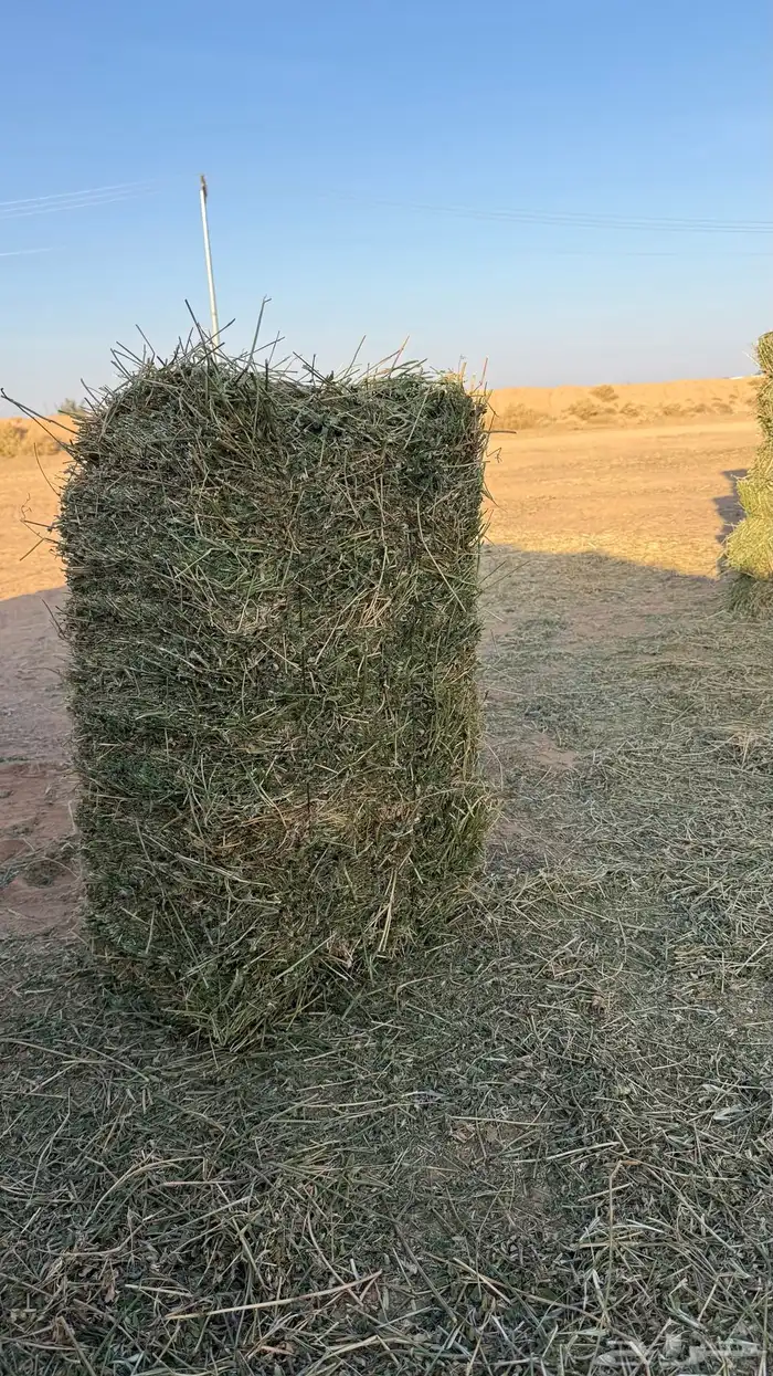 برسيم صافي للبيع 0