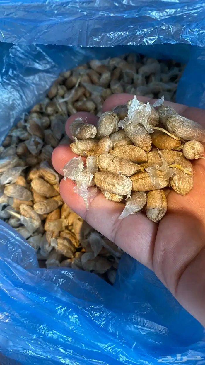 نواة التمر سكري (فصم - عبس 1