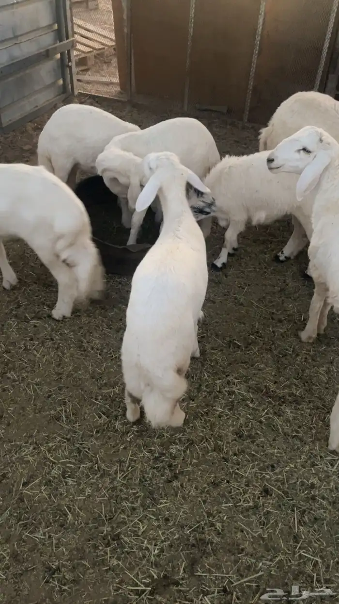 ست رخال كفو شرط على السوم 5