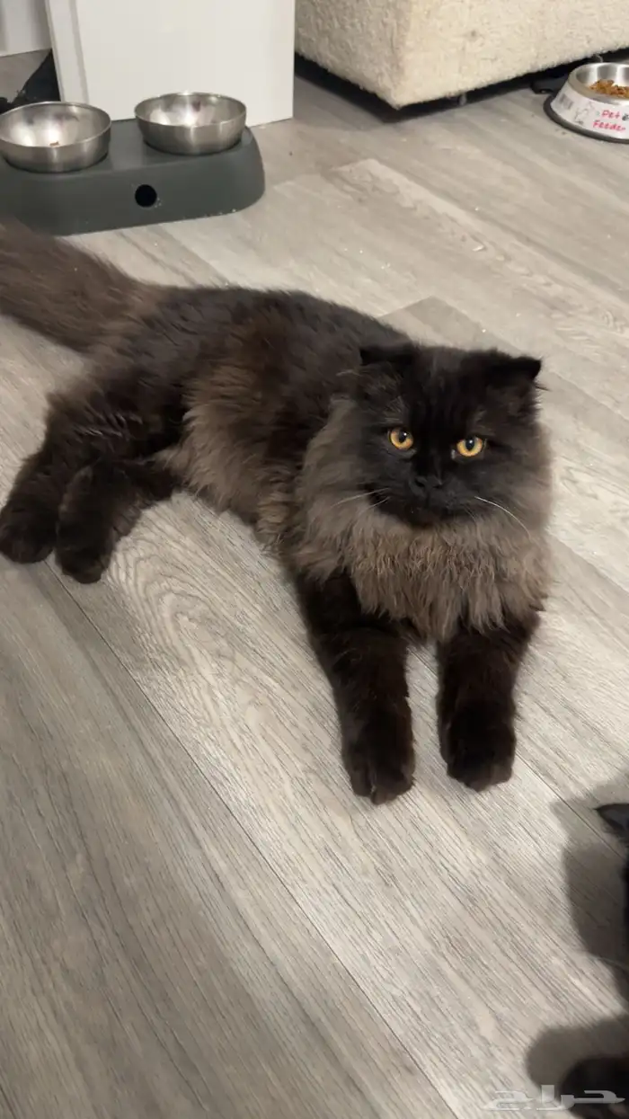 قط كيتن للتبني سكوتش فولد 3