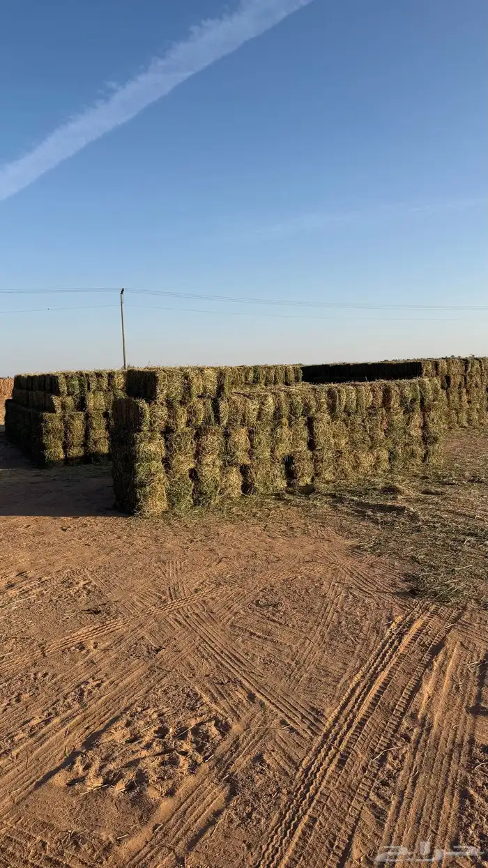 برسيم صافي للبيع 3