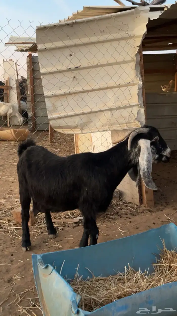 معزا عوارض طيبه 2