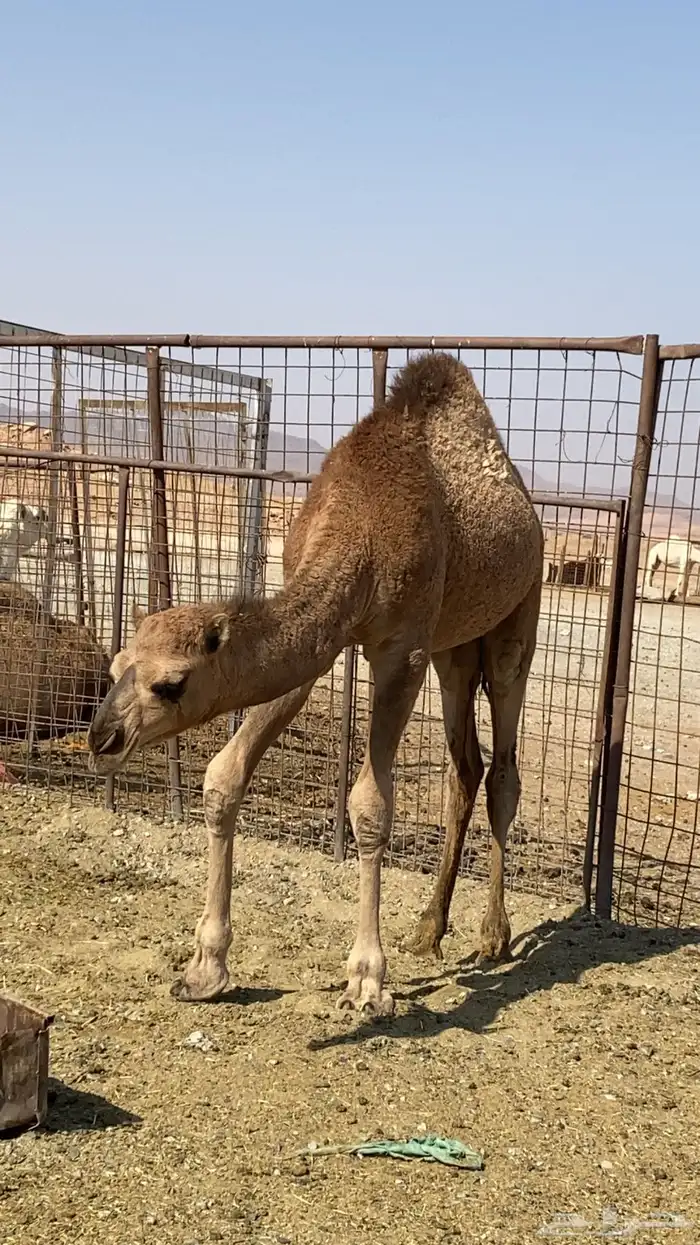 حاشي لحم طيب للبيع عمره 6 شهور 0