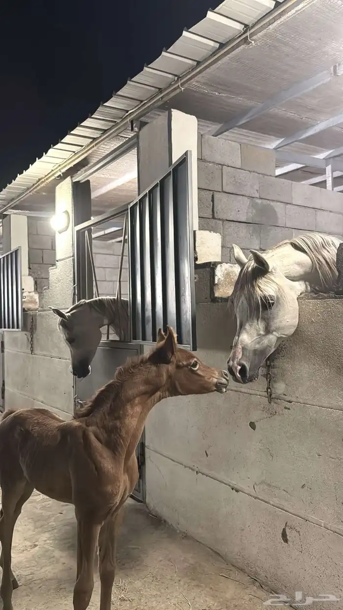 مربط السحابه 1