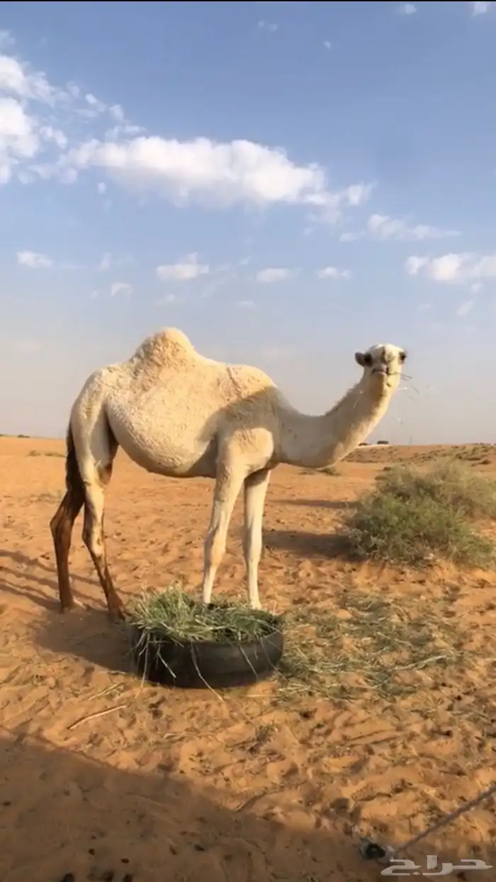 للبيع بكره حقه طيبه 0