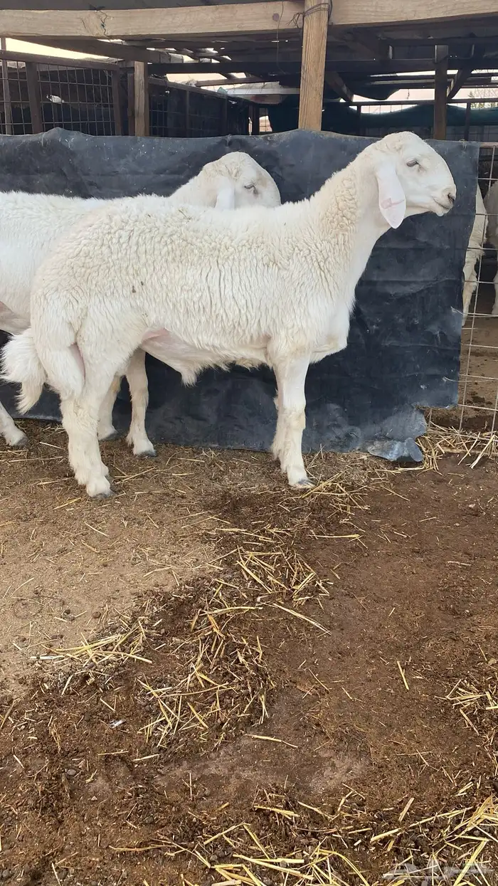 طلي حري فاخر وبره نادره ملكيه .. 4