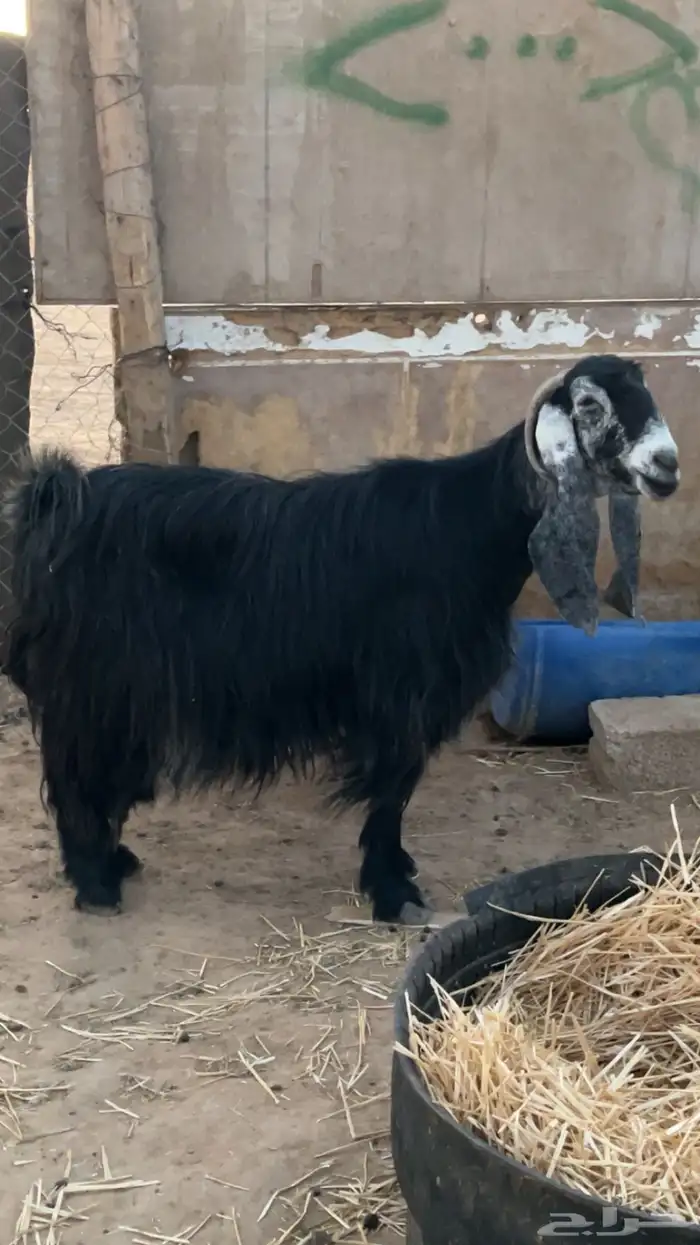 معزا عوارض طيبه 3