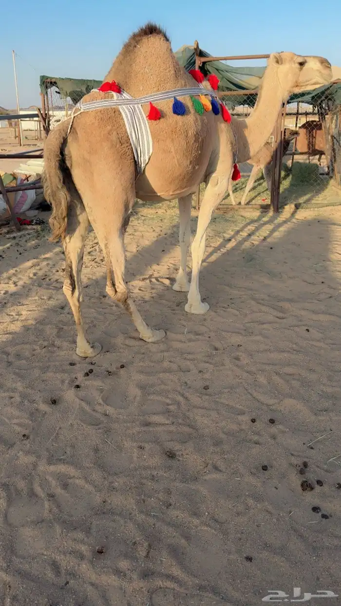 للبيع خلفه مصغر 1