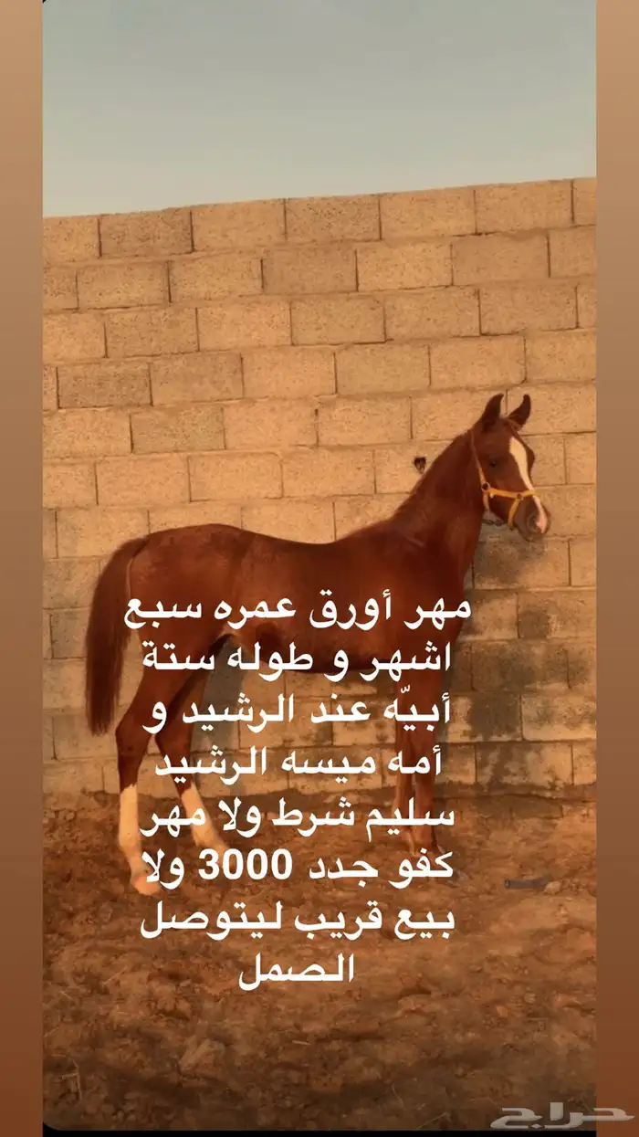 مهر أورق عمره سبع شهور ابي عند الرشيد و أمه ميسه الرشيد سلي 2