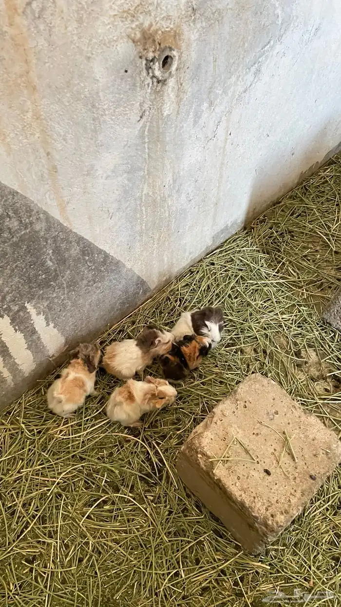 وبران بلدي و أمريكي 1